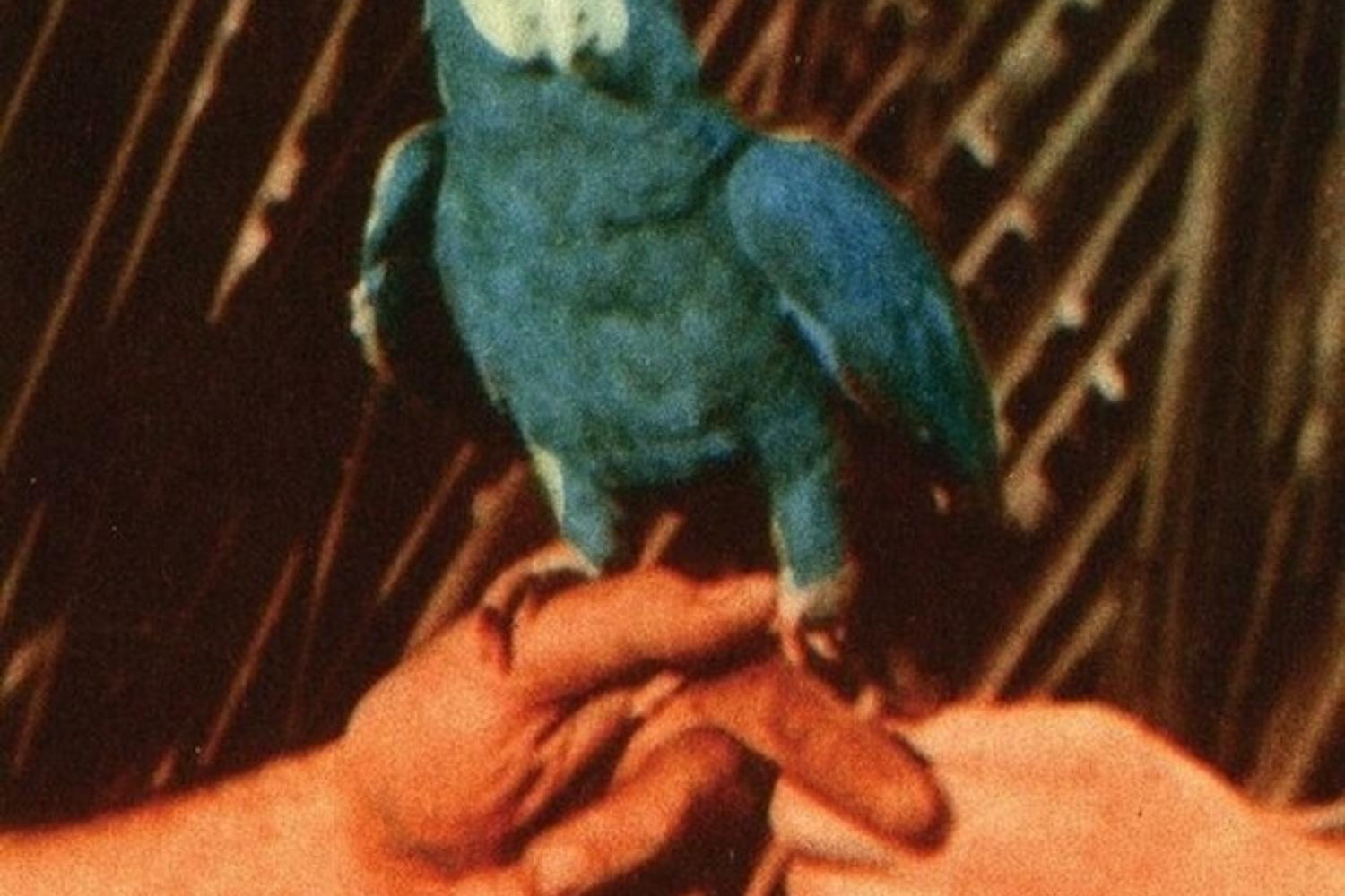 Andrew Bird - Are You Serious