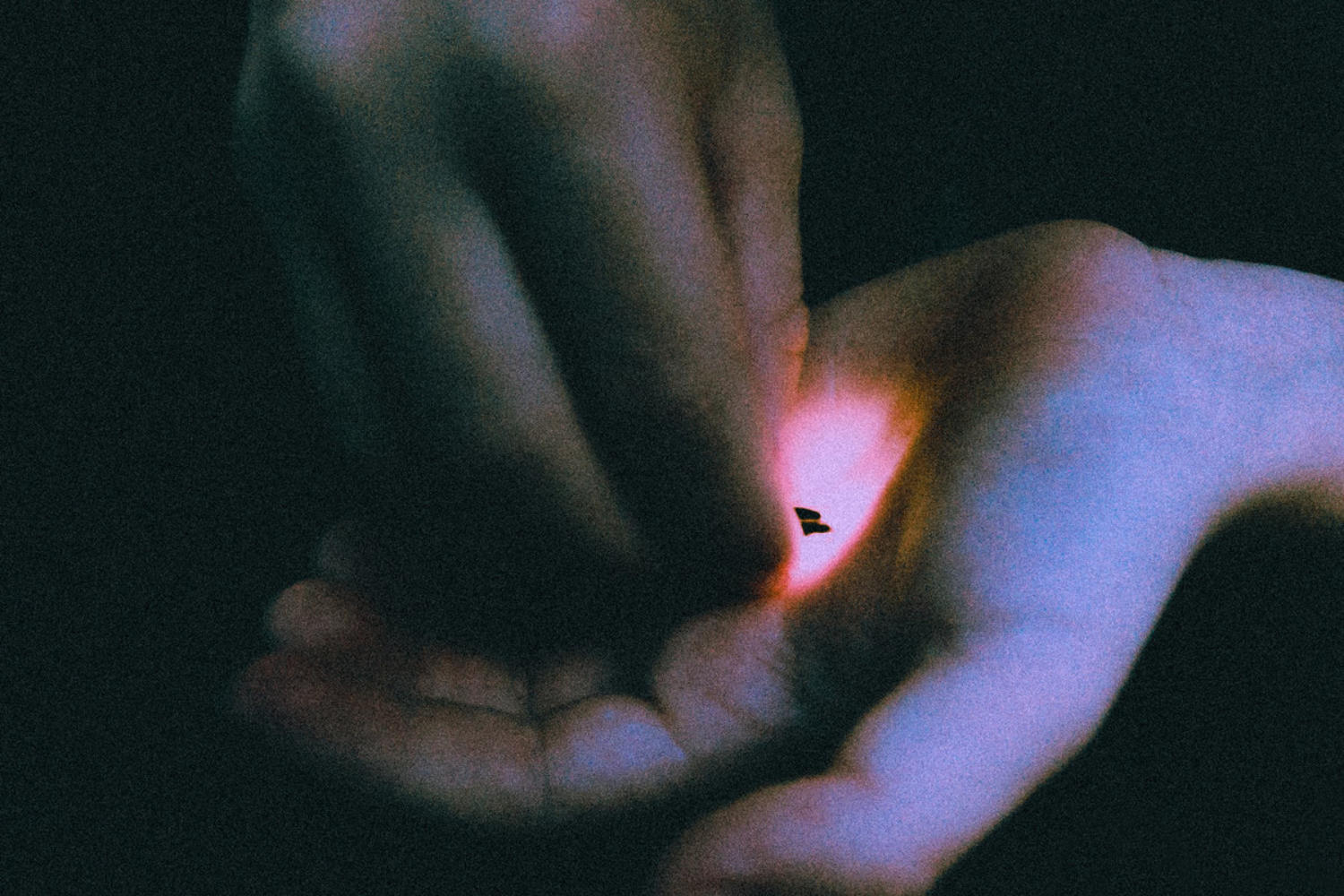 Bambara - Stray