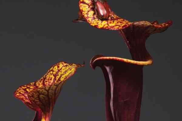 Daphni – FABRICLIVE 93