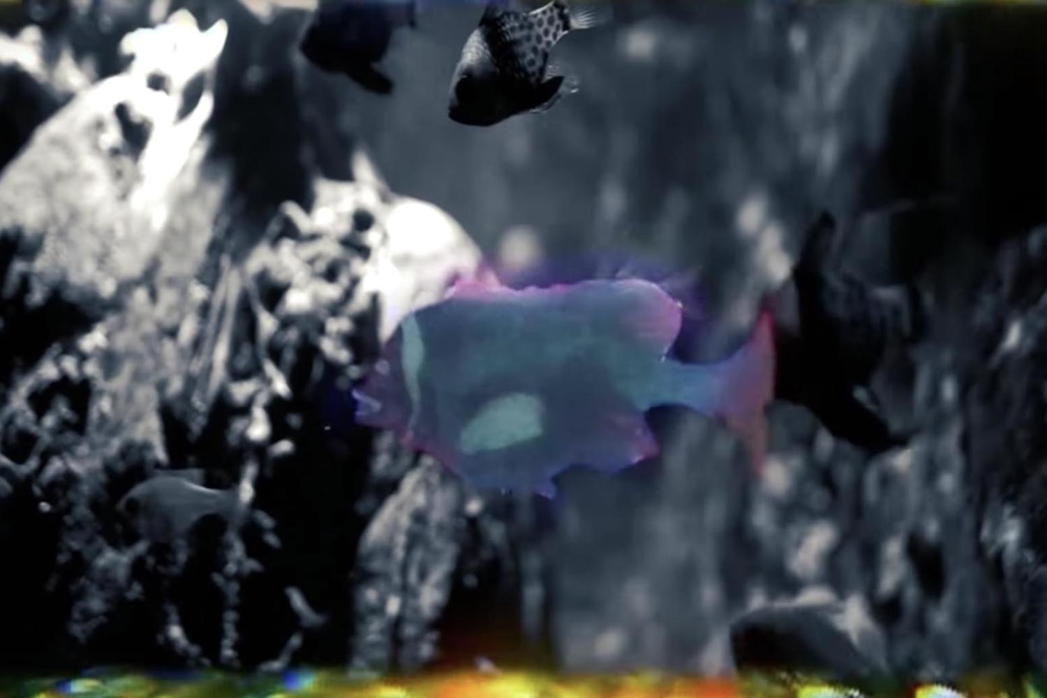 Django Django share video for ‘Swimming At Night’ remix