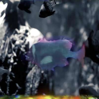 Django Django share video for ‘Swimming At Night’ remix
