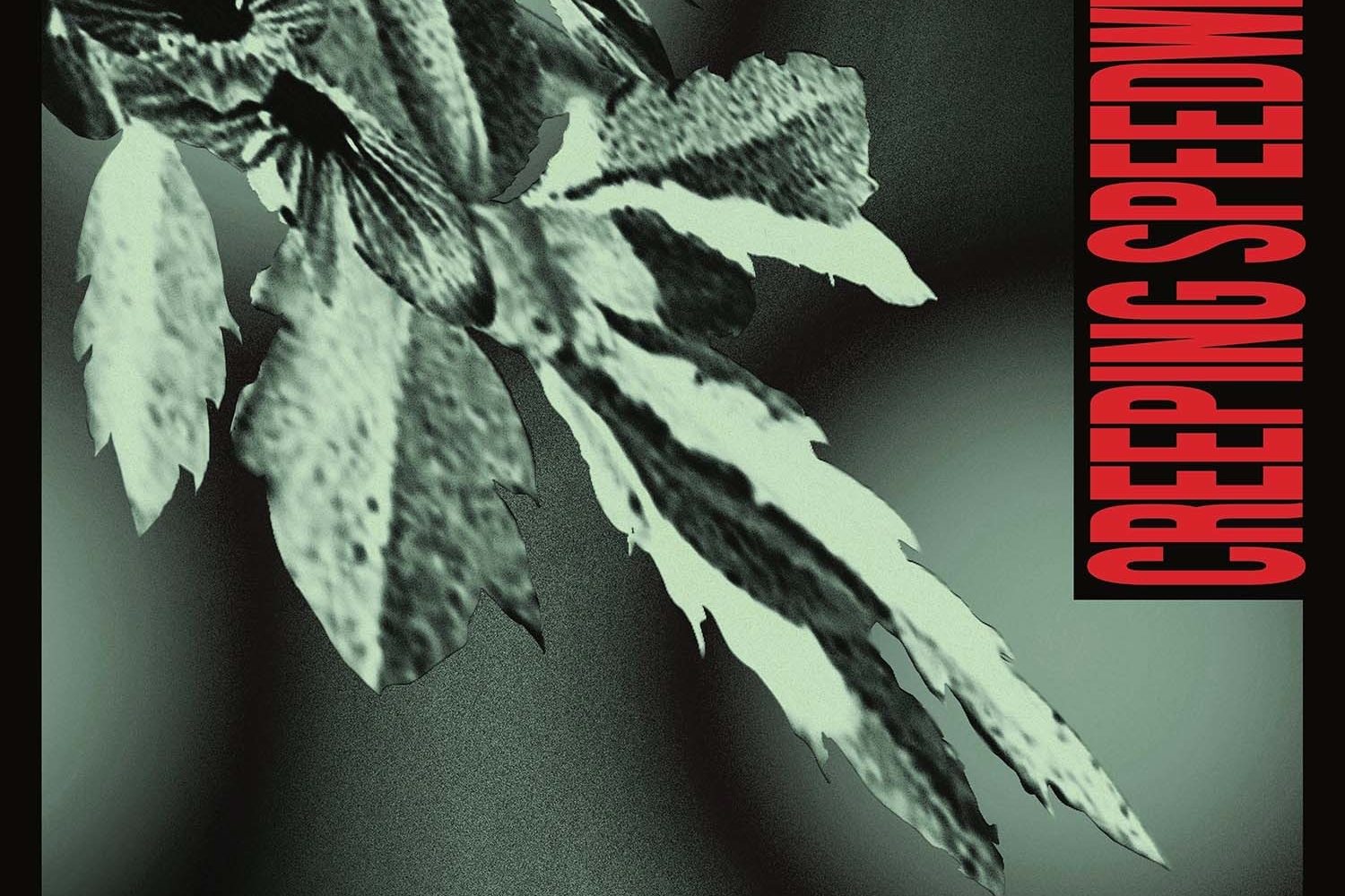 deep tan - creeping speedwells