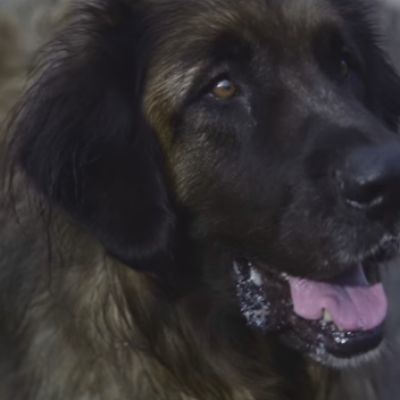 PUP’s video for ‘Sleep in the Heat’ is a tribute to man’s best friend