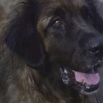PUP’s video for ‘Sleep in the Heat’ is a tribute to man’s best friend