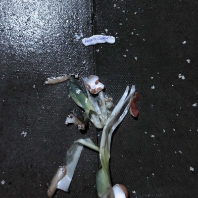 Sorry - Twixtustwain